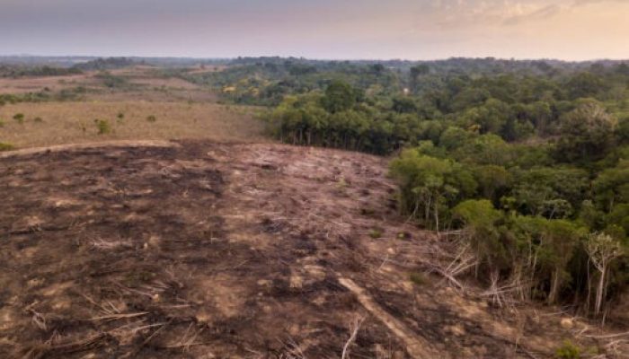 Dampak Deforestasi dan Cara Mengatasinya