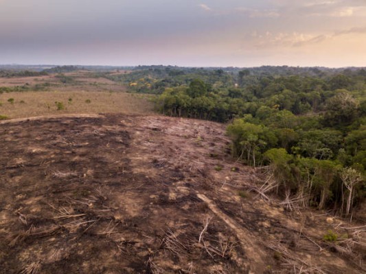 Deforestasi