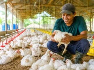 Peternak ayam (Foto: Istimewa)