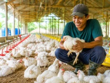 Peternak ayam (Foto: Istimewa)