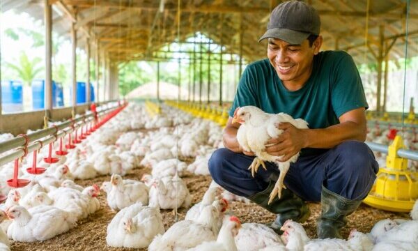 Peternak ayam (Foto: Istimewa)