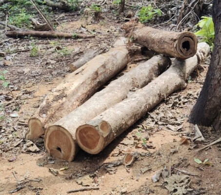 Foto: Kayu Jati